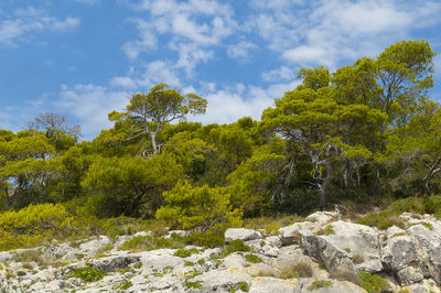 Trees and rocks in forest against sky