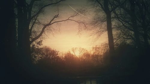 Silhouette of trees at sunset