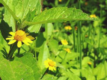 Close-up of yellow flowers blooming outdoors