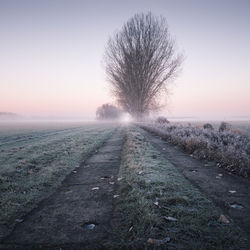 Scenic view of field against clear sky