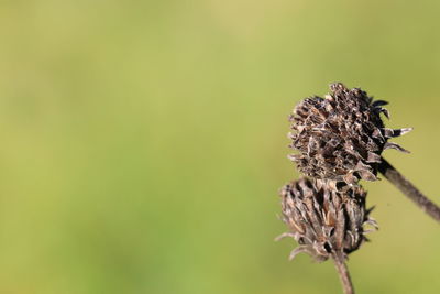 Close-up of wilted flower