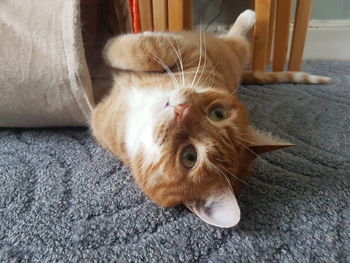 Close-up portrait of a cat at home