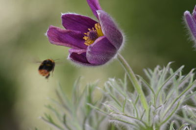 Close-up of insect on purple flower