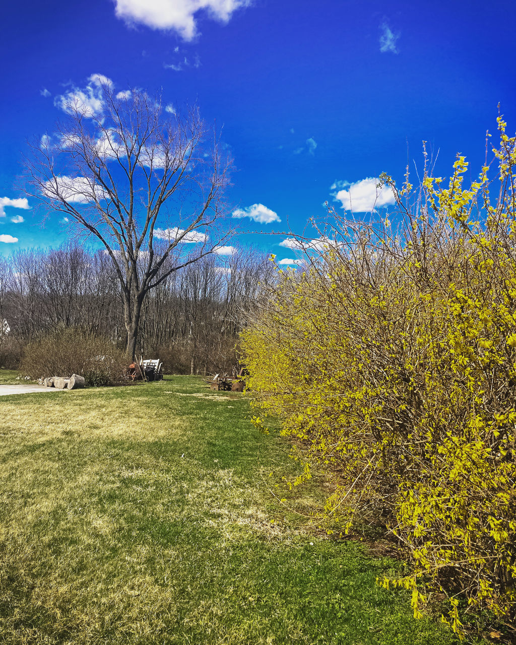 grass, plant, meadow, sky, nature, tree, flower, cloud, sunlight, environment, beauty in nature, landscape, prairie, autumn, rural area, blue, scenics - nature, leaf, no people, field, land, grassland, tranquility, hill, tranquil scene, morning, day, outdoors, green, growth, natural environment, plain, non-urban scene, woodland, pasture, horizon, yellow, idyllic