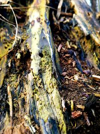 Close-up of lichen growing on tree trunk