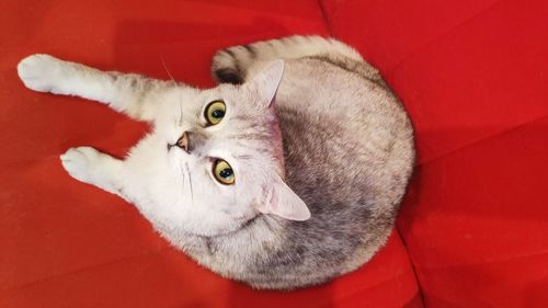 Close-up portrait of a cat