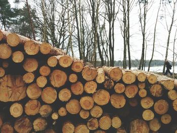 Close-up of log on tree stump