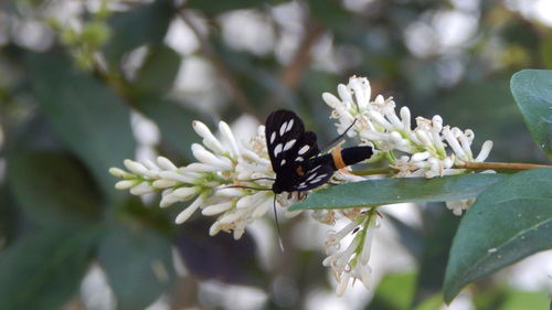 Close-up of butterfly on flower