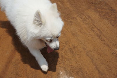 High angle view of dog lying down