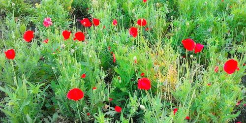 Close-up of red poppies blooming in field