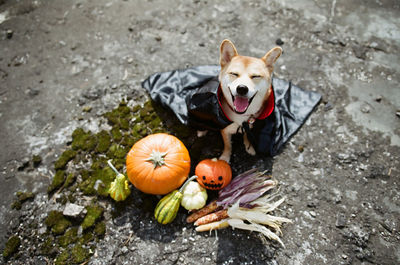 High angle view of shiba inu by vegetables on field during halloween