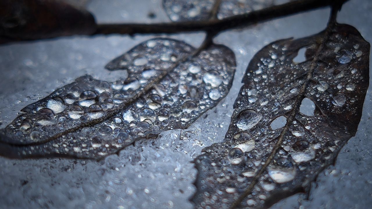 close-up, macro photography, no people, nature, iron, water, selective focus, leaf, indoors, wet, freezing, food and drink, frost