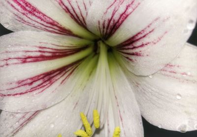 Macro shot of pink flower