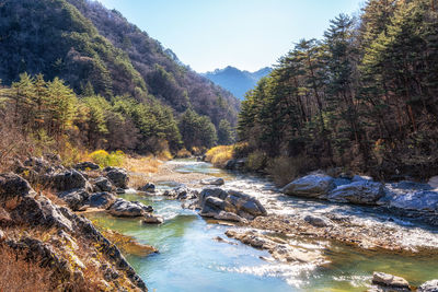 Scenic view of river amidst trees against sky