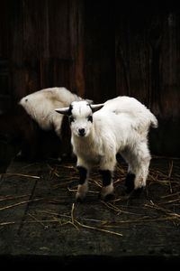 Portrait of goat standing on wood