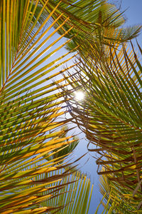 Low angle view of palm trees against sky