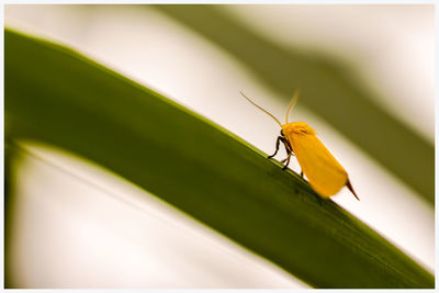 Close-up of insect on leaf