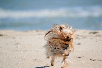 High angle view of dogs on beach