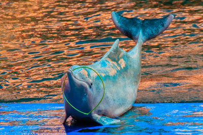 Close-up of horse in water