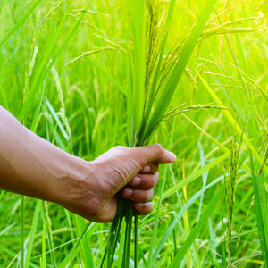 Person hand holding plant in field