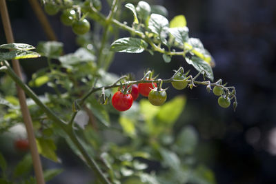 Close-up of red berries on plant