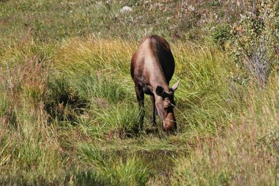 Moose grazing on grassy field