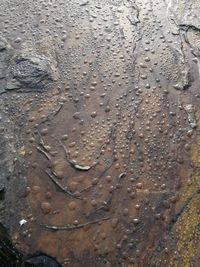 High angle view of raindrops on mud