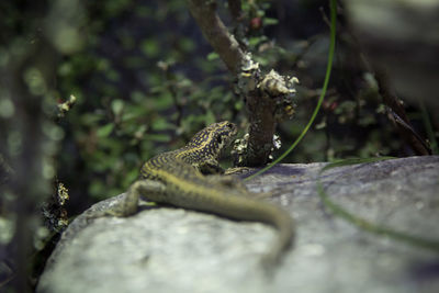 Close-up of lizard on rock