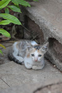 High angle view of kitten on footpath