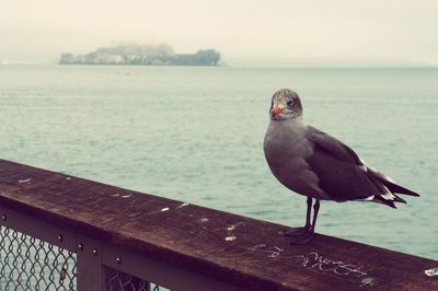 Seagull perching on railing against sea