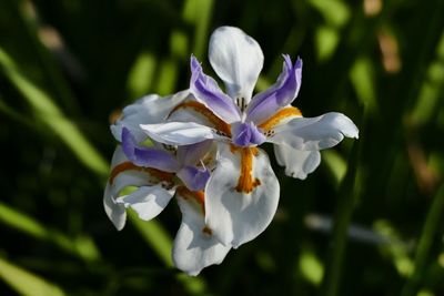 Close-up of white iris blooming outdoors