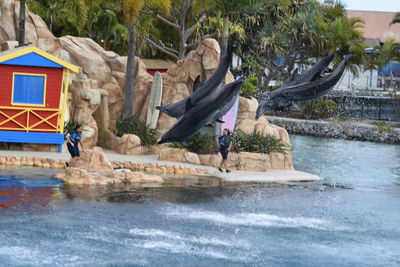 Bird flying over water