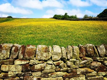 Scenic view of field against sky