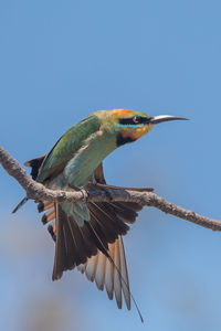 Low angle view of bird flying against the sky