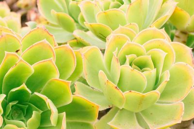 Close-up of green leaves