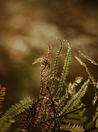 Close-up of fern against tree