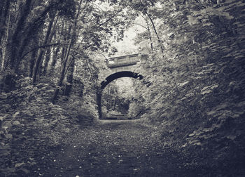 Empty road amidst trees in forest