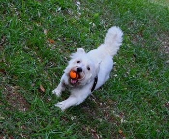 Portrait of dog on grassy field