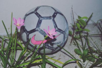 Close-up of pink flowers against sky