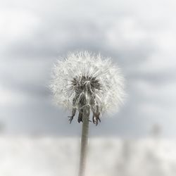 Close-up of dandelion against sky