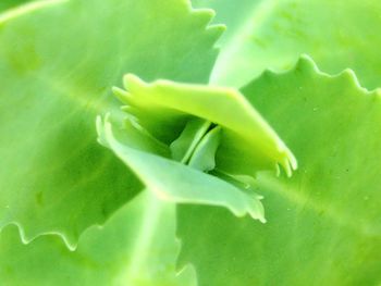 Close-up of water drop on leaf