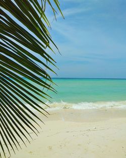 Palm tree on beach against sky