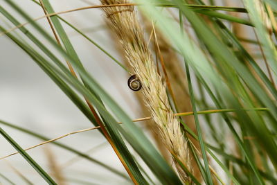 Close-up of snail on wheat