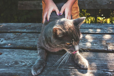 Close-up of hand feeding cat on wood
