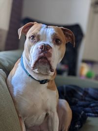 Portrait of dog sitting at home