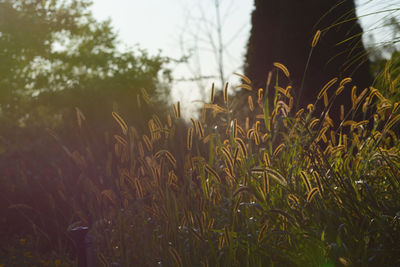 Close-up of grass on field against sky