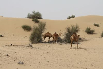 Horses standing on desert against clear sky