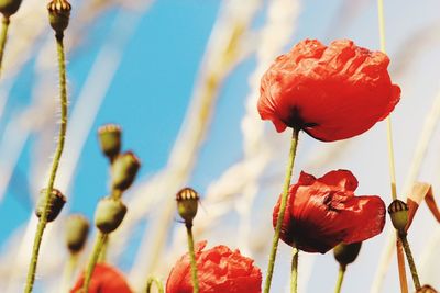 Close-up of red flowering plant