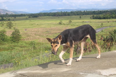 View of a dog on field