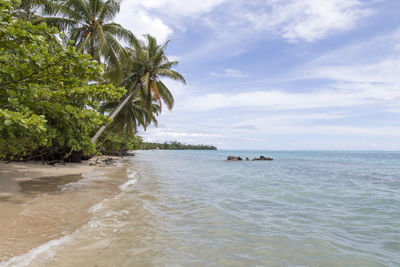 Empty sandy beach, with clear waters and leaning palm trees, samoa
